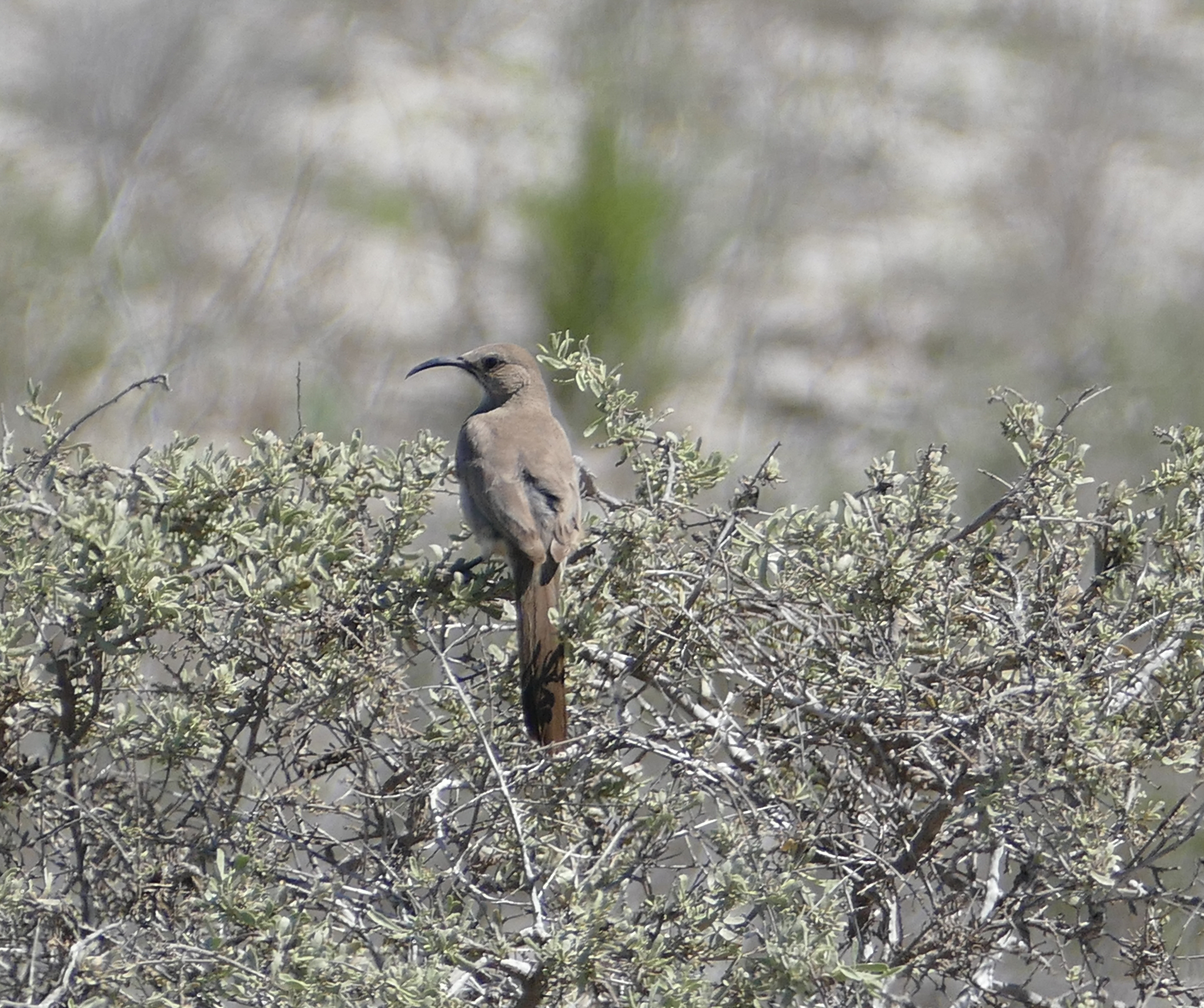 LeConte's Thrasher illustration