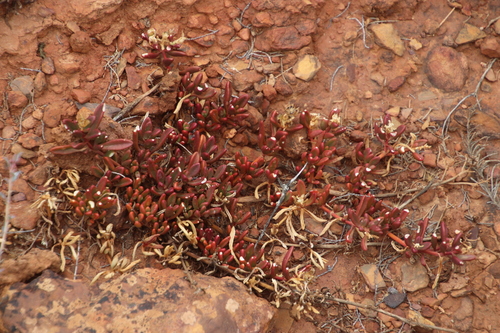Image of Mesembryanthemum paulum by (c) Tony Rebelo, some rights reserved (CC BY-SA)