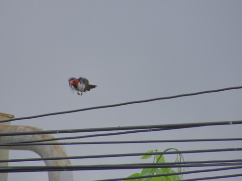 Yellow-billed Cardinal (Paroaria capitata), photo 4