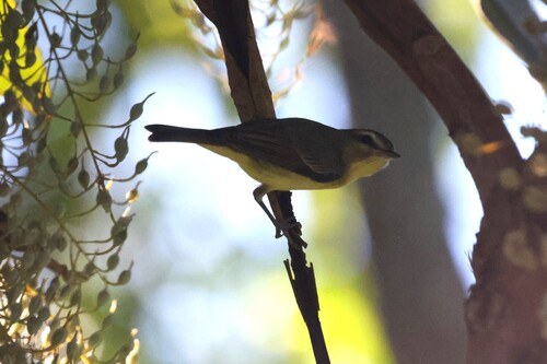 Philadelphia Vireo (Vireo philadelphicus), photo 3