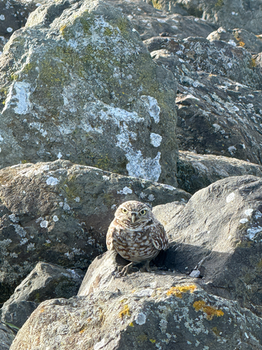 View observation of {o.common_name} on iNaturalist