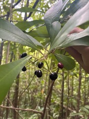 Ardisia elliptica, recorded fruiting