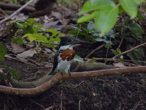 Amazon Kingfisher (Chloroceryle amazona), photo 7