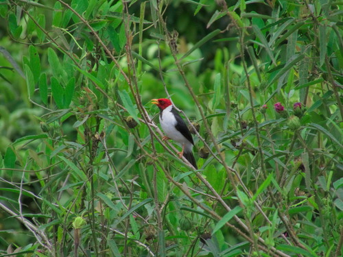 Yellow-billed Cardinal (Paroaria capitata)