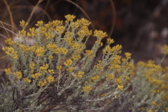 Helichrysum excisum