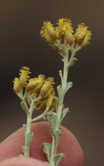 Helichrysum excisum