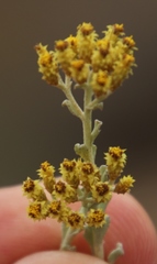 Helichrysum excisum