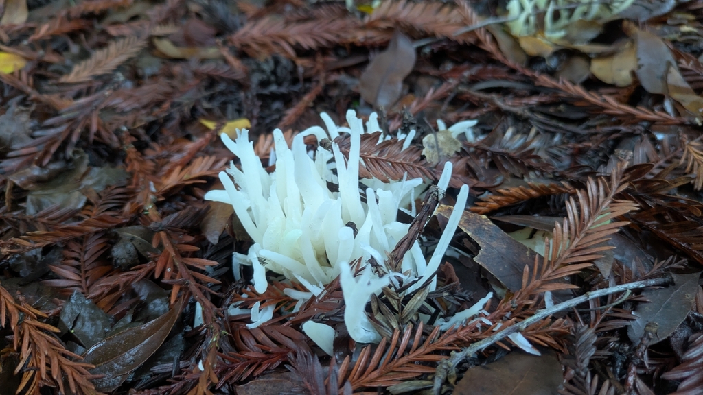 Clavaria fragilis · January 2026 · photo: © starlingfish (iNaturalist, cc-by)