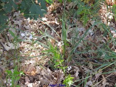 Chaerophyllum nodosum