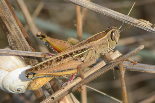 Lamenting Grasshopper