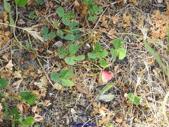 Trifolium glomeratum