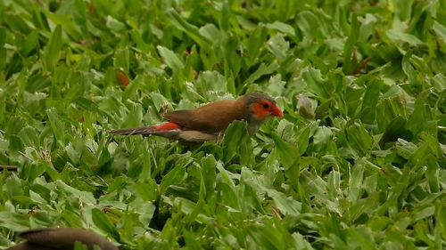 Estrilda melpoda observed 2026-01-06