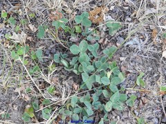 Trifolium glomeratum