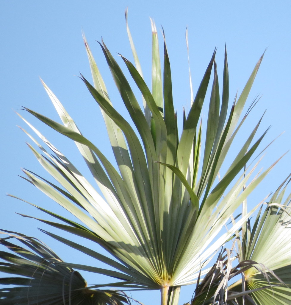 Coccothrinax jamaicensis