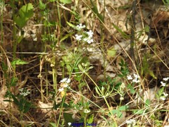 Chaerophyllum nodosum