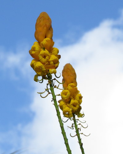 Candelabra Bush