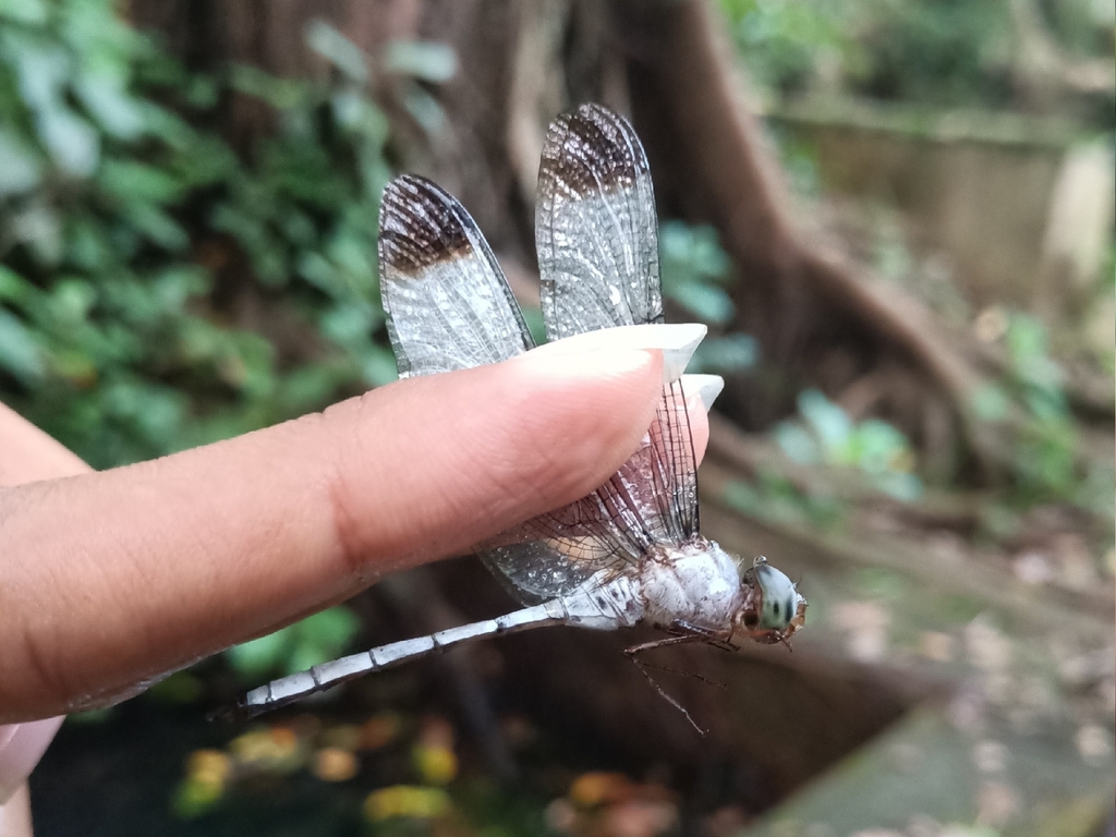 Zyxomma obtusum (Zyxomma obtusum)