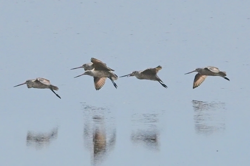 Marbled Godwit (Limosa fedoa), photo 10