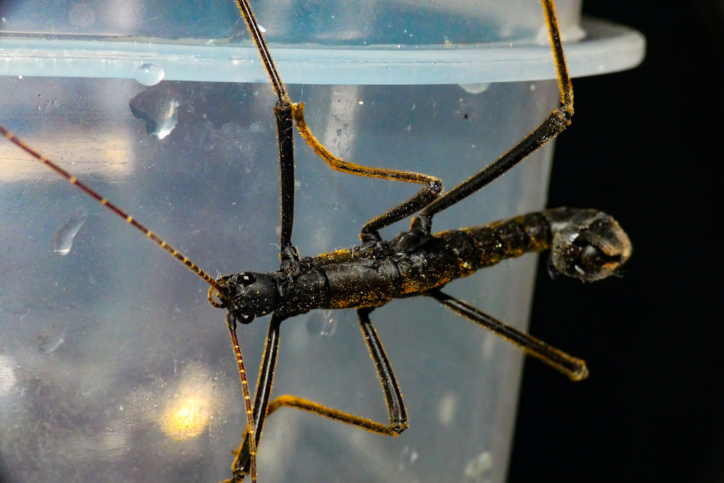 Decidia blapoides