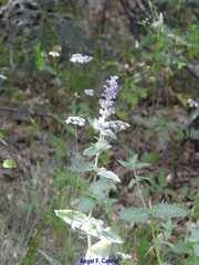 Nepeta latifolia