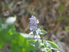 Nepeta latifolia