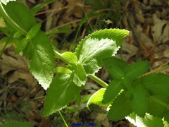Nepeta latifolia