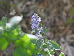 Nepeta latifolia