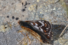 Euphydryas cynthia