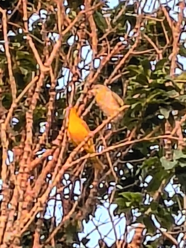 Saffron Finch