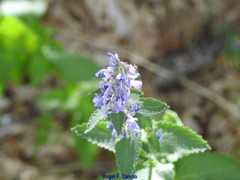 Nepeta latifolia