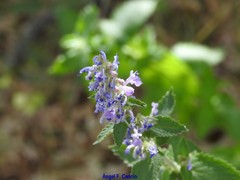 Nepeta latifolia