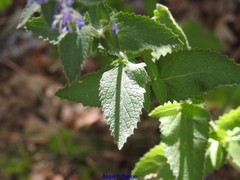 Nepeta latifolia