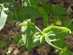 Nepeta latifolia