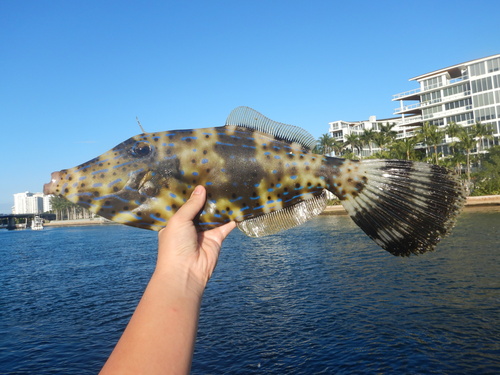 Scrawled filefish (Aluterus scriptus) — Monacanthidae — 4
