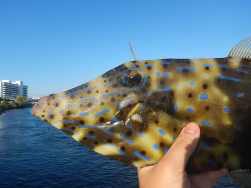 Photo of Scrawled filefish (Aluterus scriptus)