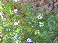 Chaerophyllum nodosum