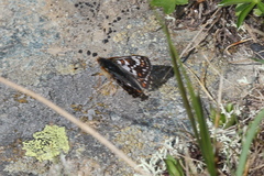Euphydryas cynthia
