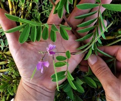 Tephrosia cinerea