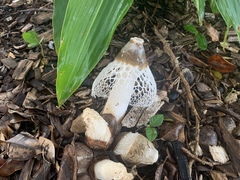 Phallus atrovolvatus