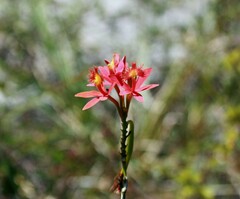 Epidendrum cinnabarinum