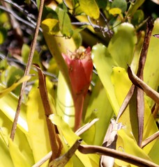 Canistrum aurantiacum, photograph (c) Sidnei Dantas, some rights reserved (CC BY-SA)