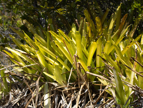 Canistrum aurantiacum
