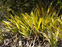 Canistrum aurantiacum
