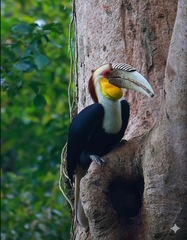 Wreathed Hornbill photo 4