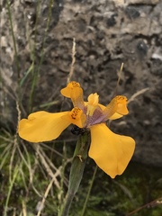 Hesperoxiphion pardalis