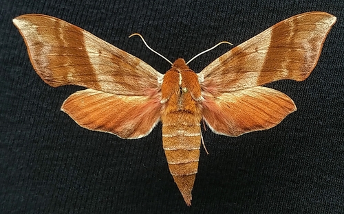 Azalea Sphinx photo 3