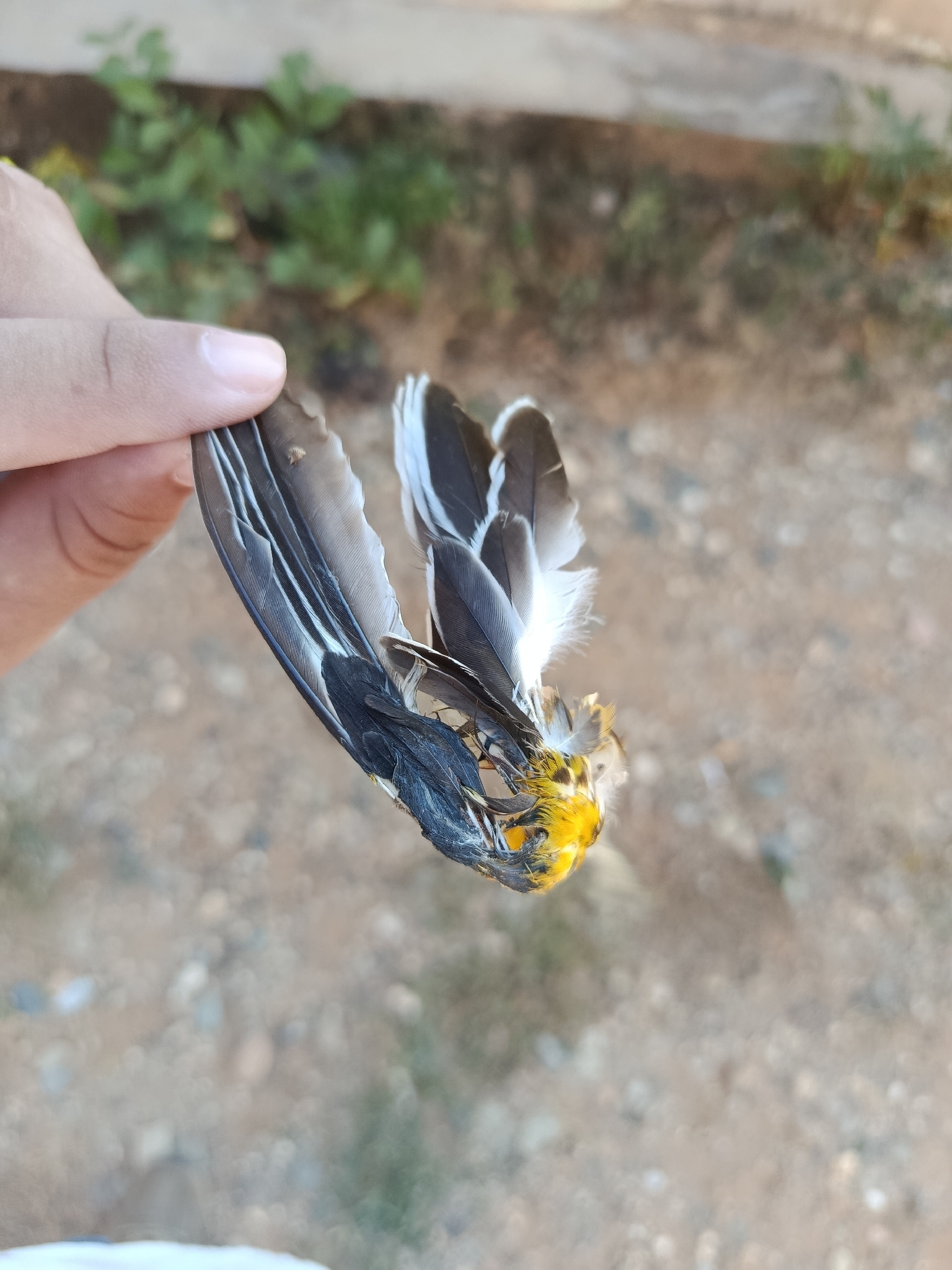 Streak-backed Oriole (Icterus pustulatus), photo 3