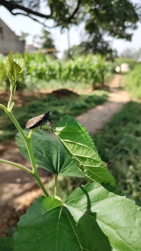 Spotted Lanternfly
