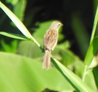 Long-tailed Reed Finch (Donacospiza albifrons), photo 2