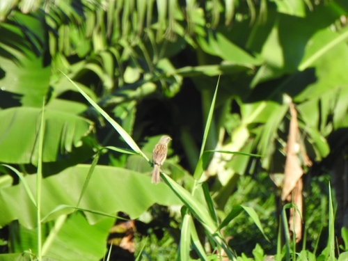 Long-tailed Reed Finch (Donacospiza albifrons), photo 3